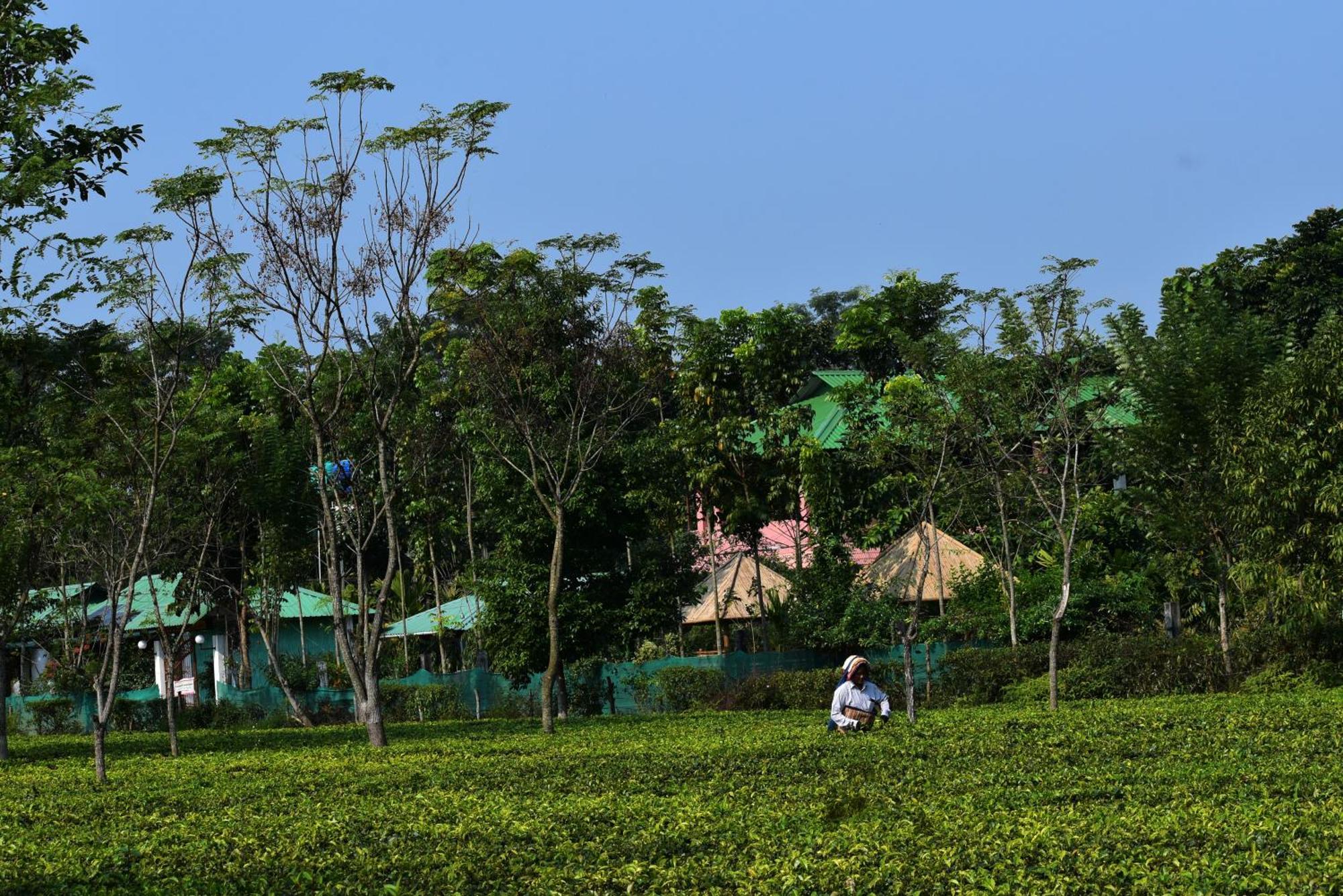 Grasshopper Jungle Queen Resort Chālsa Exterior photo